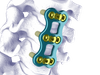 WALLEN Anterior Cervical System